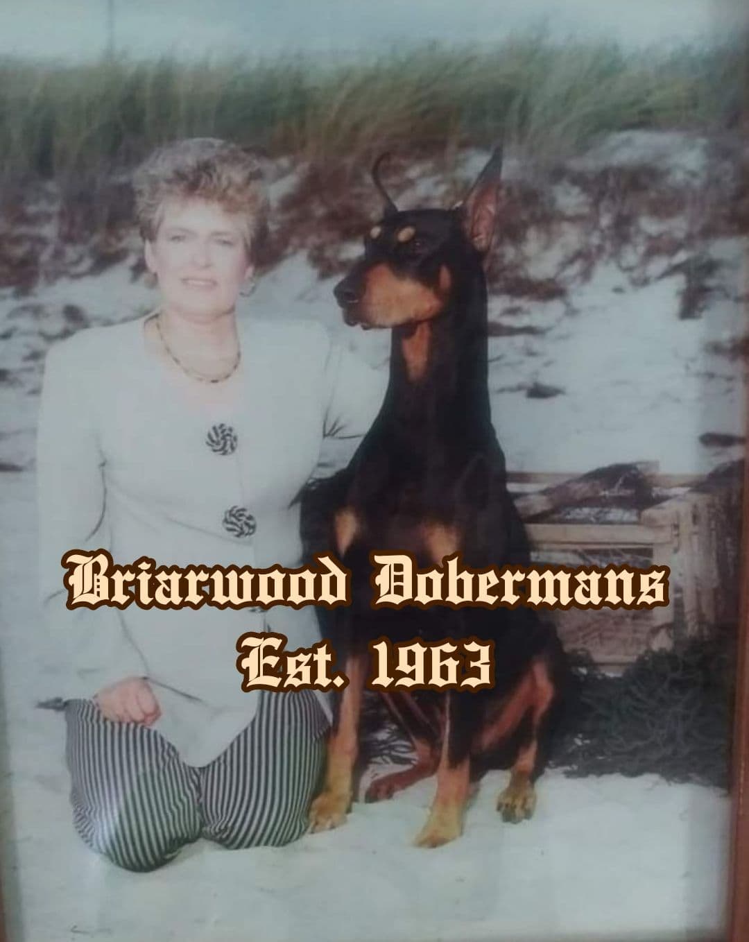 Briarwood Doberman Pinscher Puppies breeder image 1