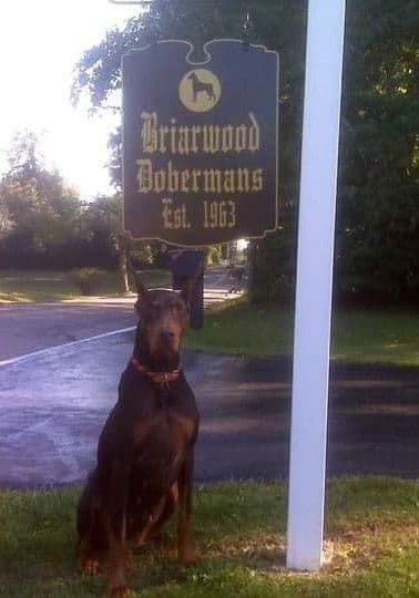 Briarwood Doberman Pinscher Puppies breeder image 3