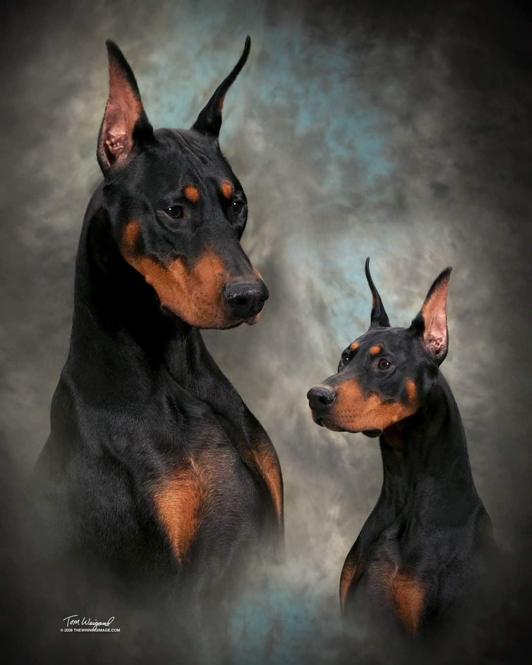 Briarwood Doberman Pinscher Puppies breeder image 4