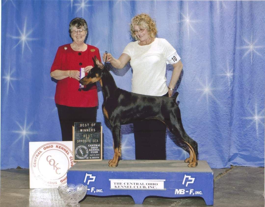Briarwood Doberman Pinscher Puppies breeder image 5