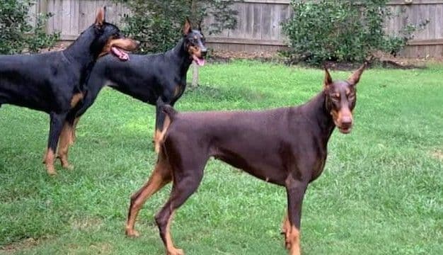 Briarwood Doberman Pinscher Puppies breeder image 6