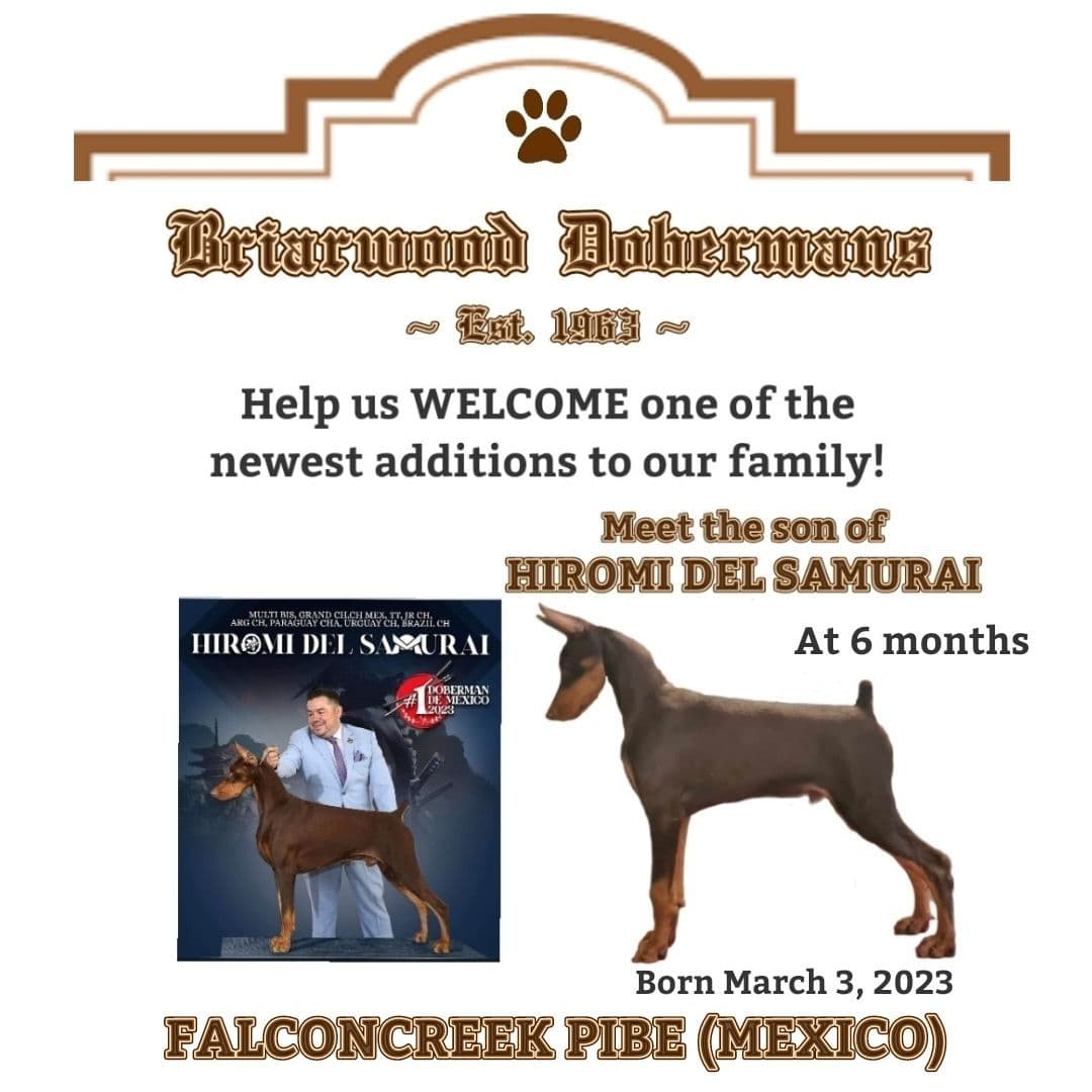 Briarwood Doberman Pinscher Puppies breeder image 8