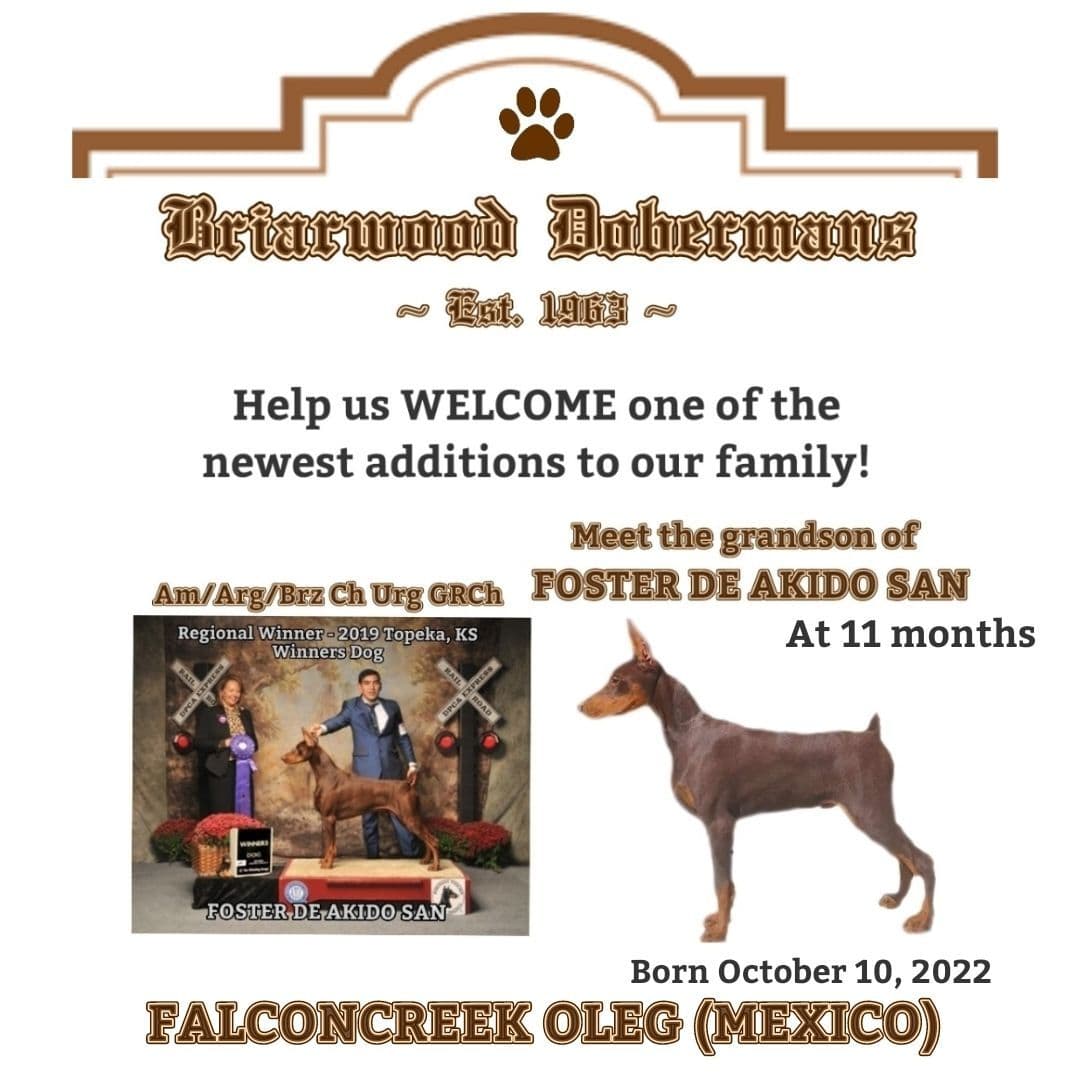 Briarwood Doberman Pinscher Puppies breeder image 9