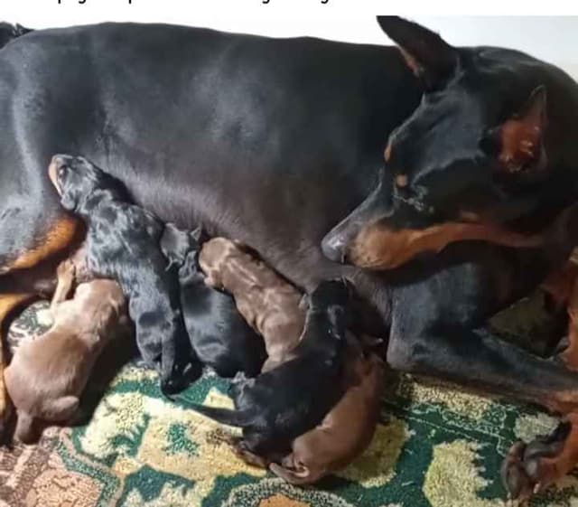 Briarwood Doberman Pinscher Puppies media 3