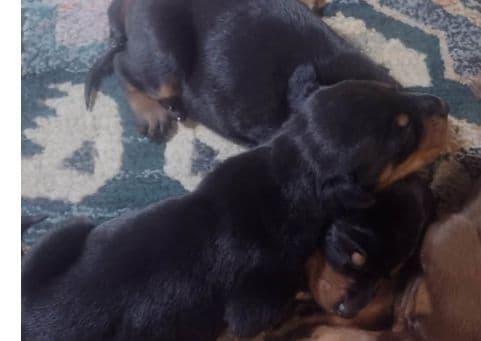 Briarwood Doberman Pinscher Puppies media 4