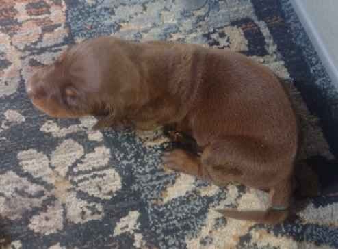 Briarwood Doberman Pinscher Puppies media 5