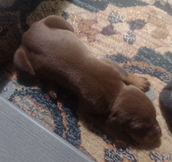 Briarwood Doberman Pinscher Puppies media 6