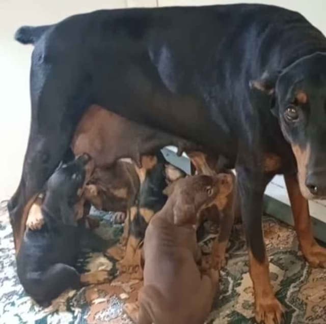 Briarwood Doberman Pinscher Puppies media 8