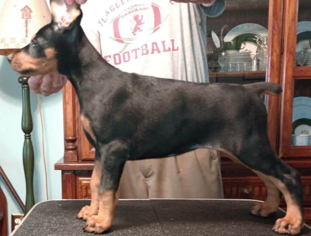 Briarwood Doberman Pinscher Puppies media 2