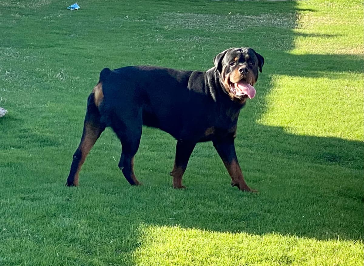 Rottweiler Puppies breeder image 1