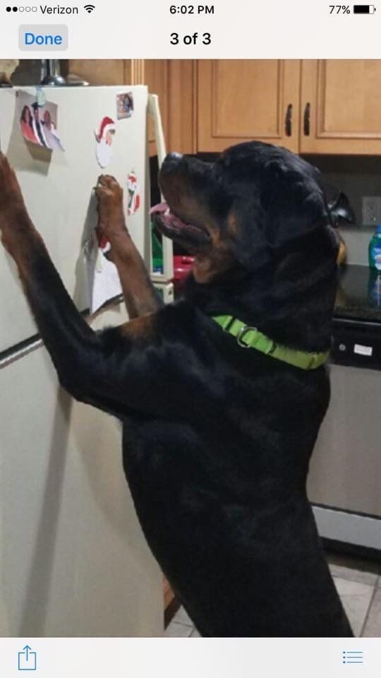 Rottweiler Puppies breeder image 2