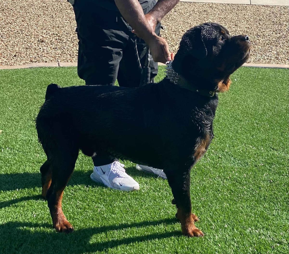 Rottweiler Puppies breeder image 6