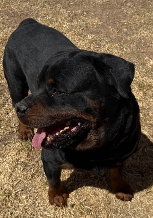 Rottweiler Puppies media 2