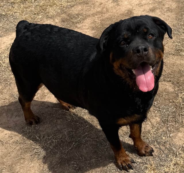 Rottweiler Puppies media 3