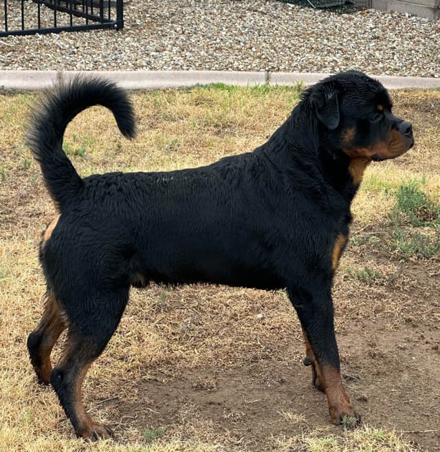 Rottweiler Puppies media 7