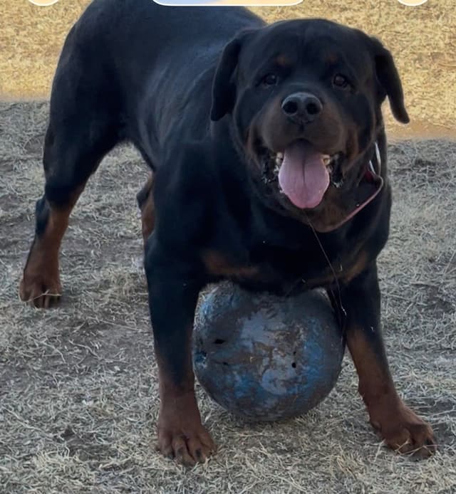 Rottweiler Puppies media 8