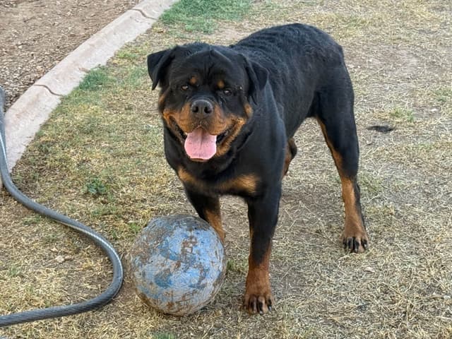Rottweiler Puppies media 9