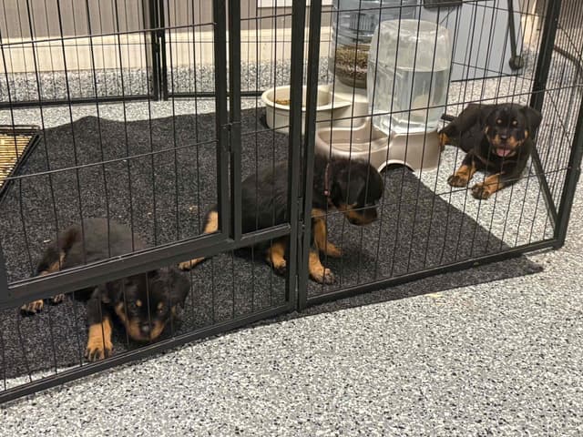 Rottweiler Puppies media 10