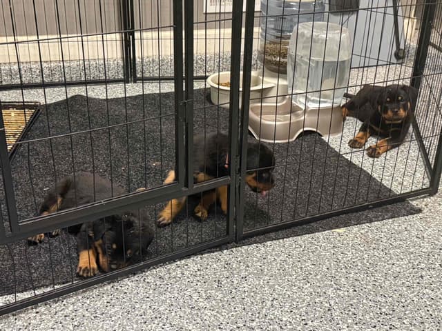 Rottweiler Puppies media 11