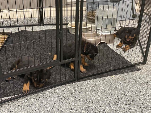 Rottweiler Puppies media 13
