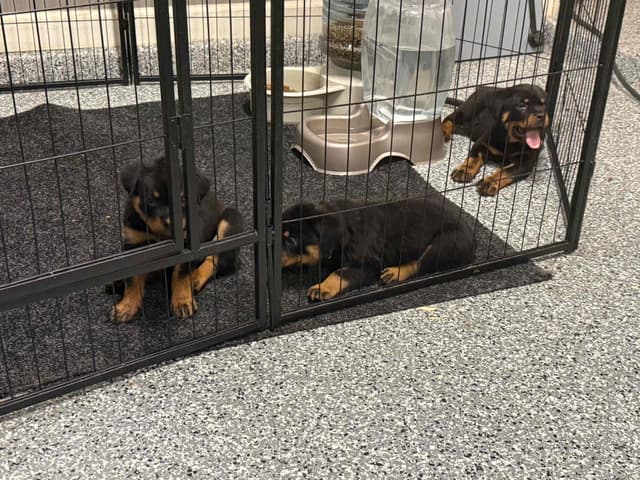 Rottweiler Puppies media 12
