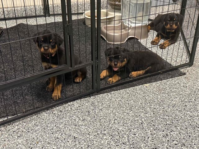 Rottweiler Puppies media 14