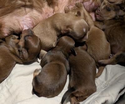 Havanese Puppies breeder image 1