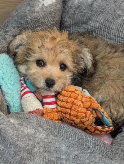 Havanese Puppies breeder image 2