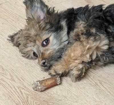 Havanese Puppies breeder image 3