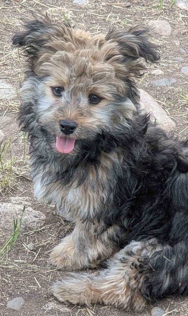 Havanese Puppies media 2