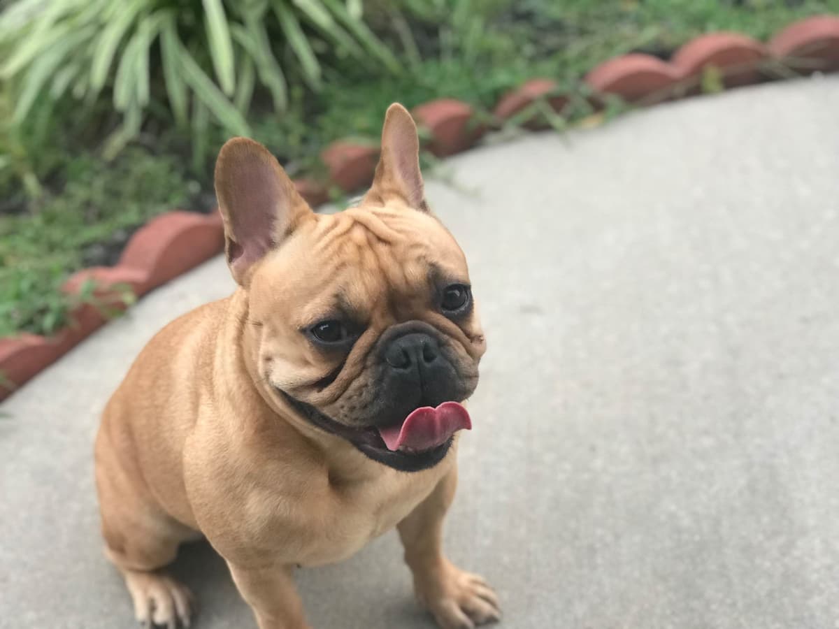 French Bulldog Puppies breeder image 1