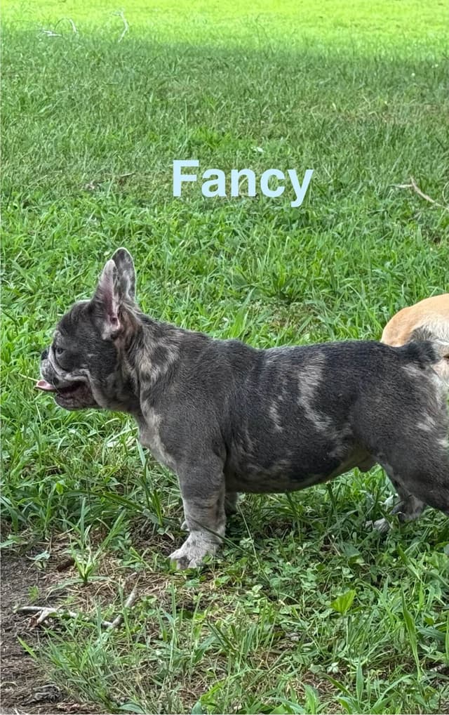 French Bulldog Puppies media 2
