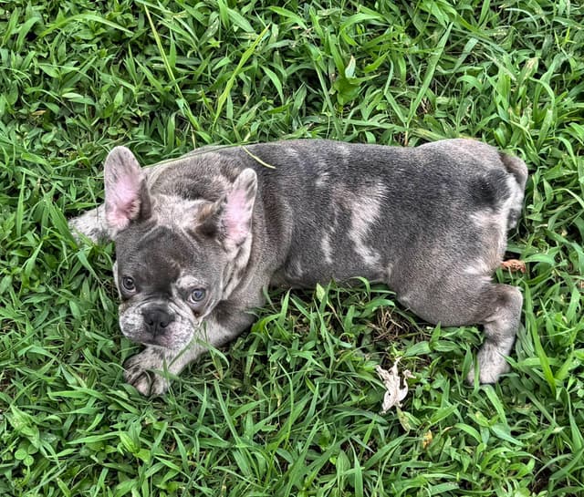 French Bulldog Puppies media 3