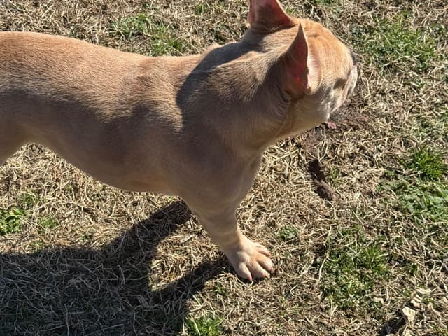 French Bulldog Puppies media 4