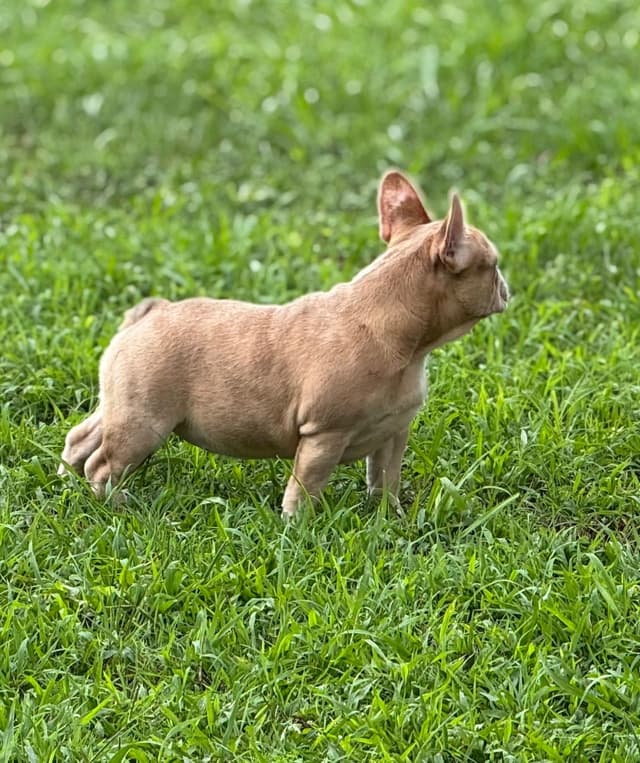 French Bulldog Puppies media 5