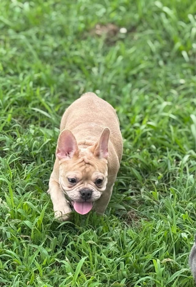 French Bulldog Puppies media 6