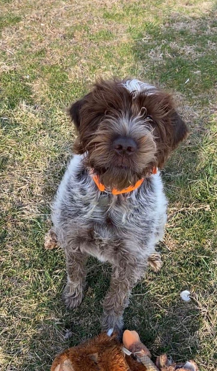 Wirehaired Pointing Griffon Puppies breeder image 1