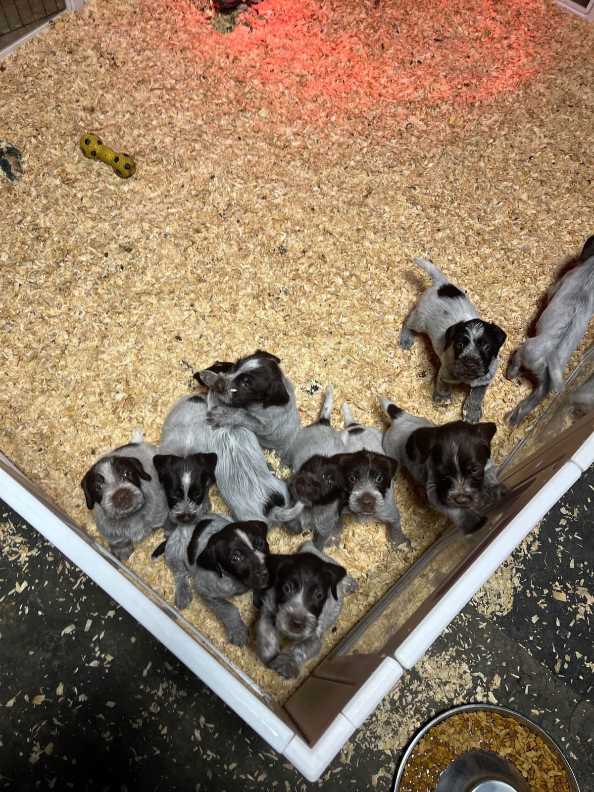 Wirehaired Pointing Griffon Puppies breeder image 3