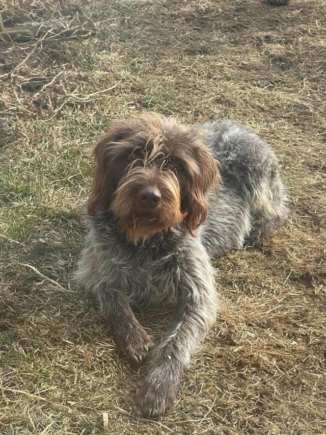 Wirehaired Pointing Griffon Puppies media 2
