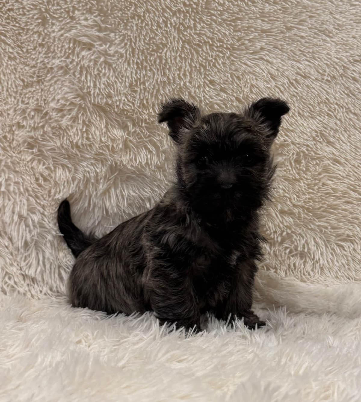 Cairn Terrier Puppies breeder image 1