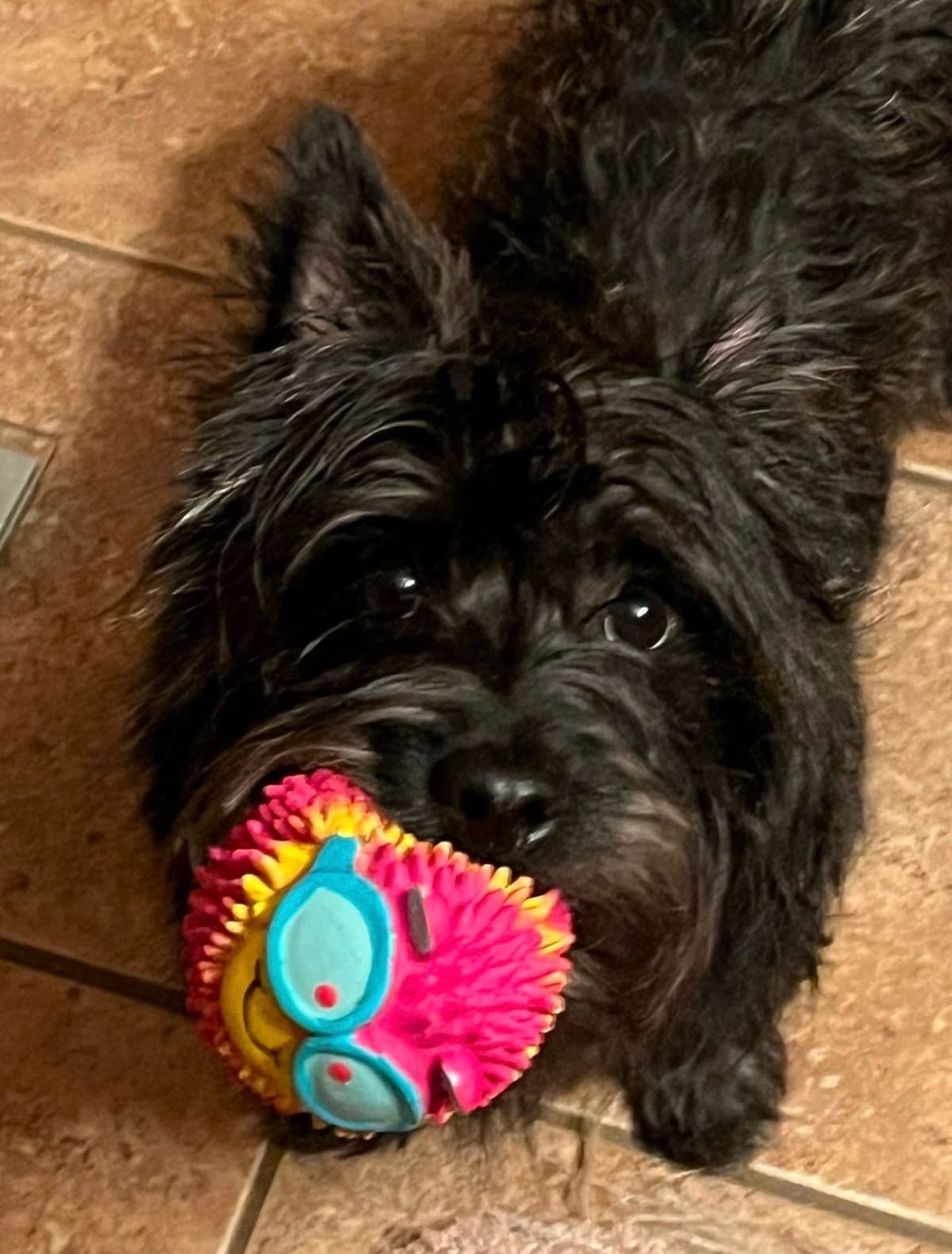 Cairn Terrier Puppies breeder image 2