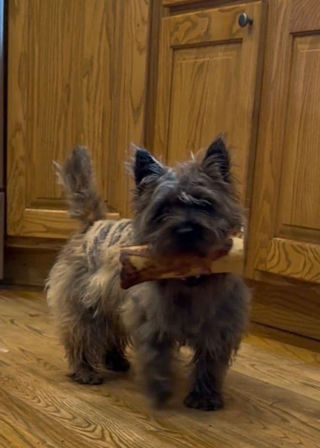 Cairn Terrier Puppies breeder image 3
