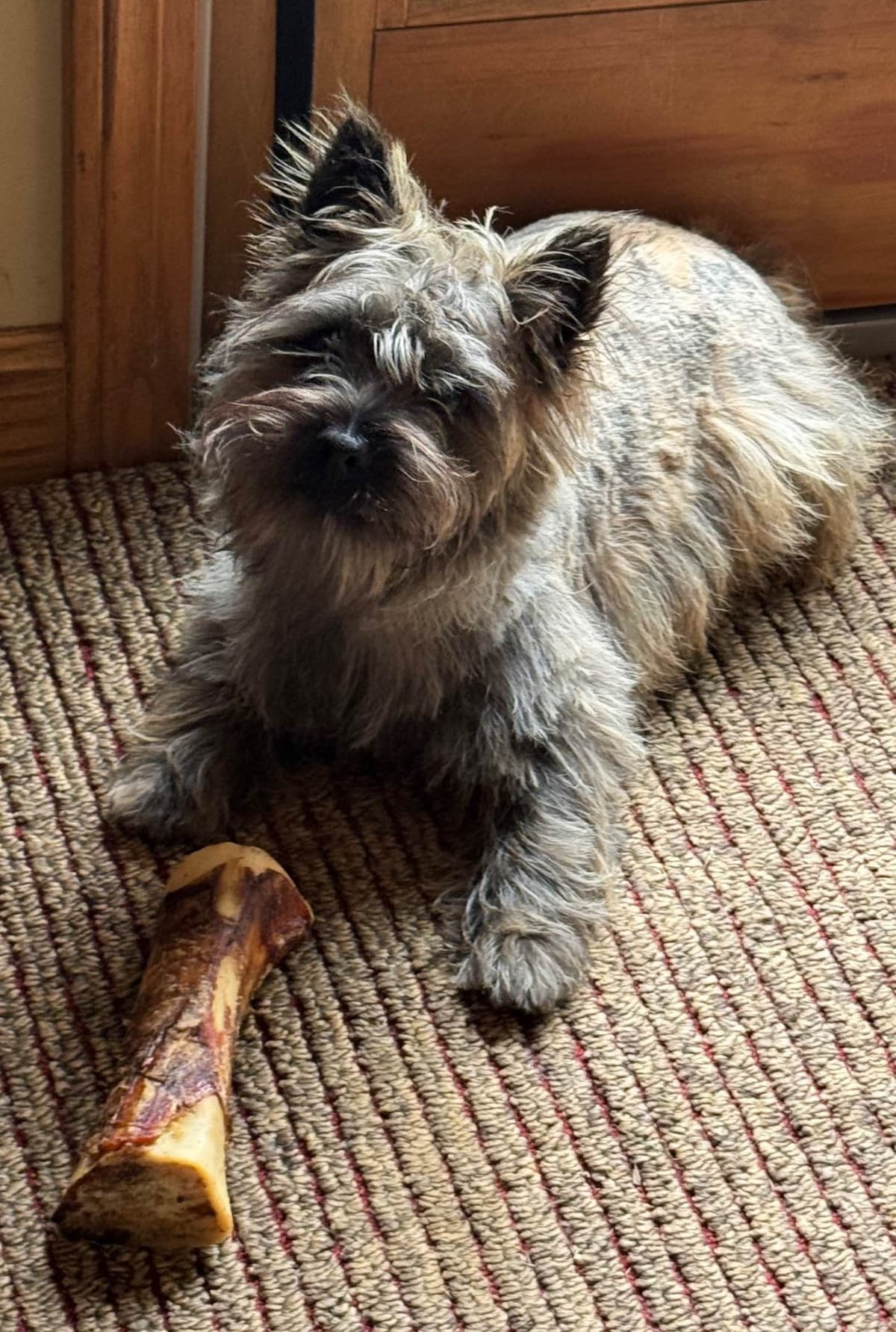 Cairn Terrier Puppies breeder image 4