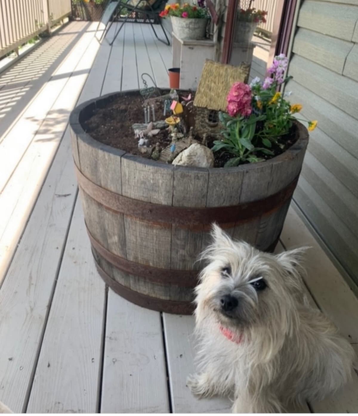 Cairn Terrier Puppies breeder image 8