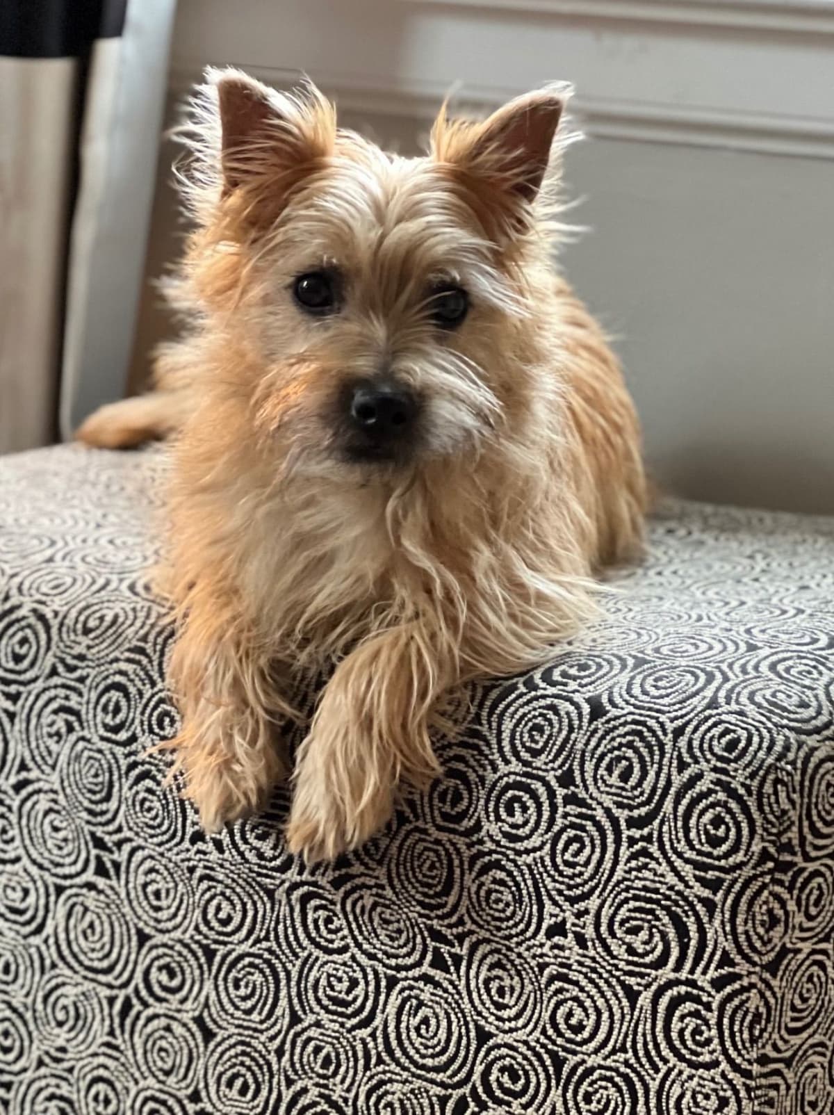 Cairn Terrier Puppies breeder image 9