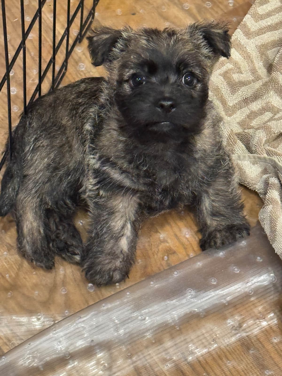 Cairn Terrier Puppies breeder image 10