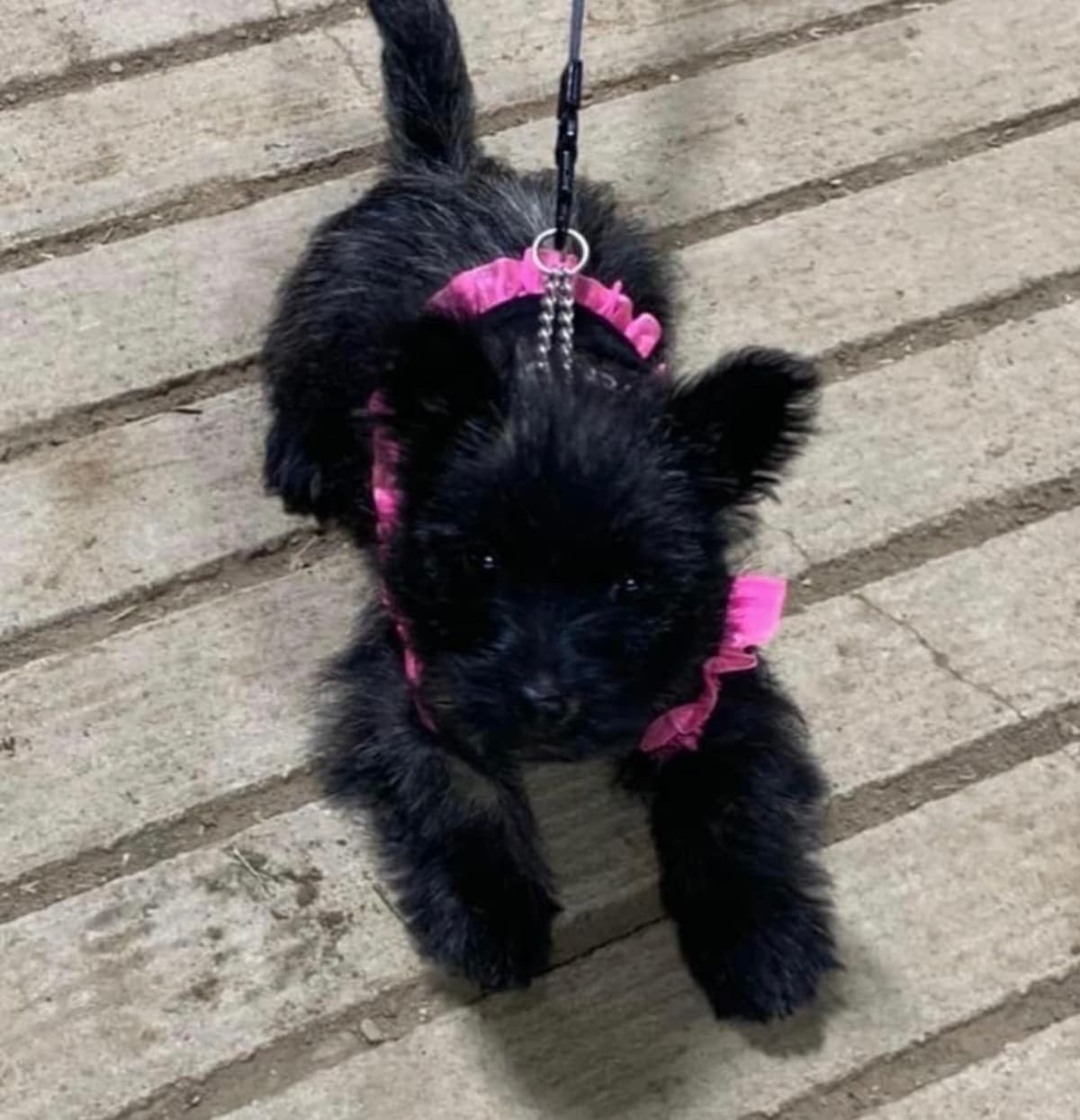 Cairn Terrier Puppies breeder image 11