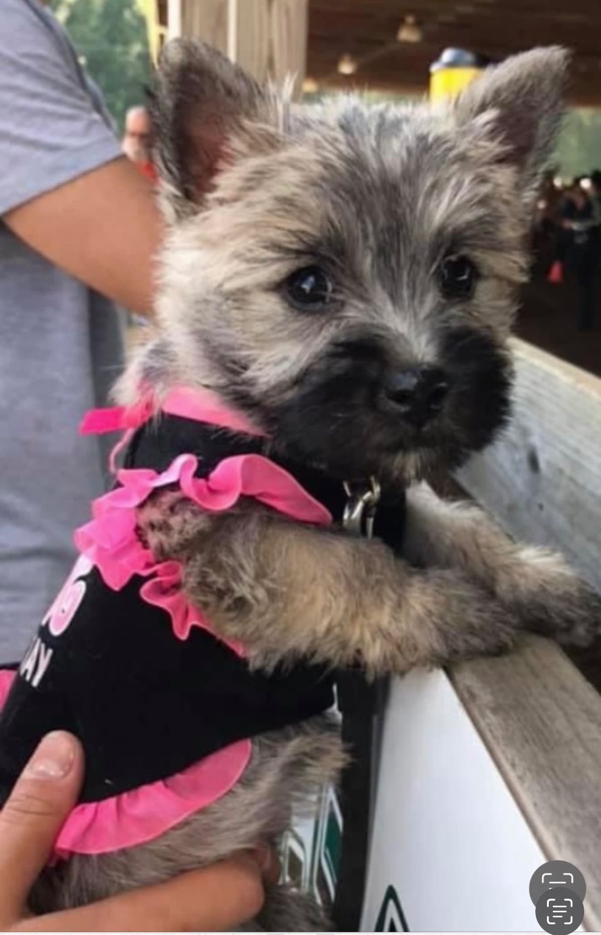 Cairn Terrier Puppies breeder image 12