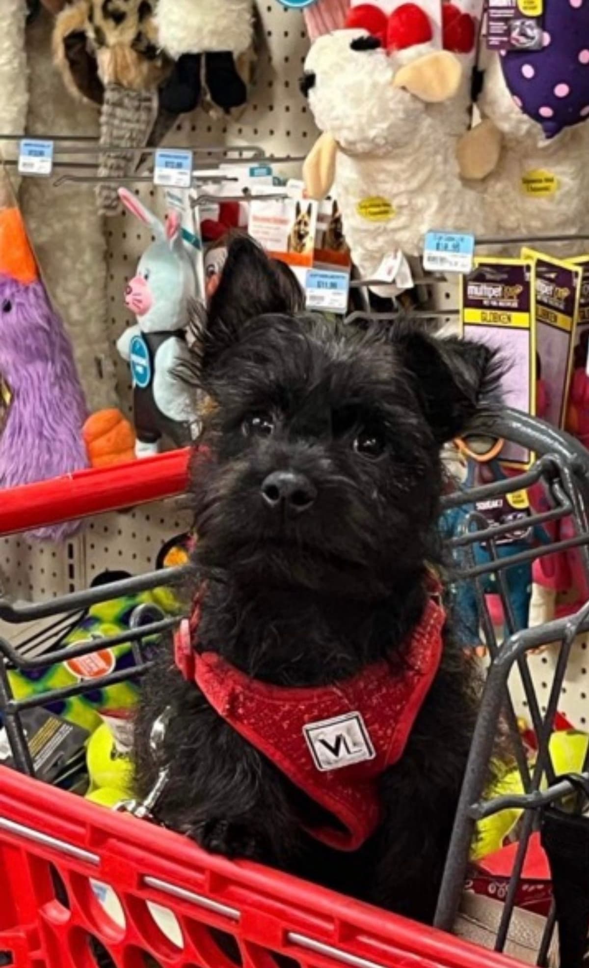 Cairn Terrier Puppies breeder image 13