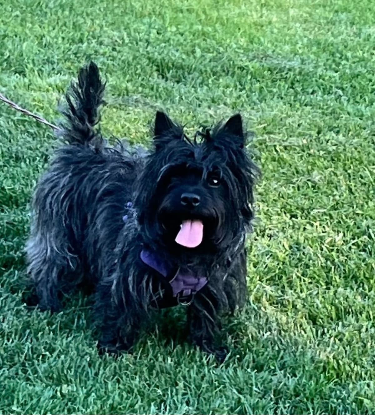 Cairn Terrier Puppies breeder image 14